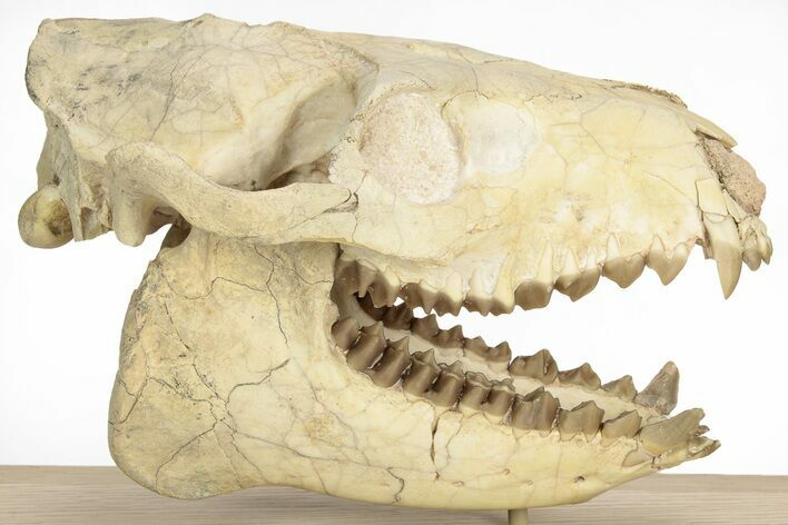 Fossil Oreodont (Merycoidodon) Skull on Base - South Dakota #217200